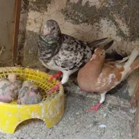 فروش چند جفت کبوتر