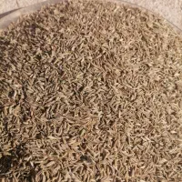 زیره سبزتمیز|خوردنی و آشامیدنی|تربت جام, معدآباد|دیوار