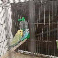 مرغ عشق رنگ خاص
