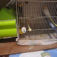 عروس هلندی ماده آهوی با قفس ۷۰۰