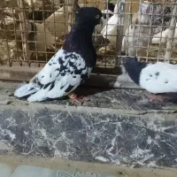 کله سیاه و دم سفید