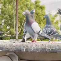 فروش تعدادی کبوتر پلاکی پرشی