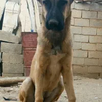 توله سگ سرابی