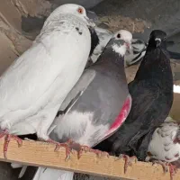 کفتر پرشی غریبگیری