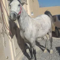 اسب مادیان شجره دار