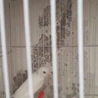 قناری زیبا و سرحال|پرنده|مشهد, گلبرگ شمالی|دیوار