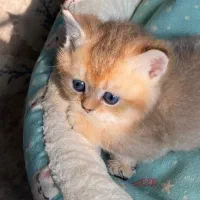 گربه های گلد ny11|گربه|کرج, فاز ۴ مهرشهر|دیوار