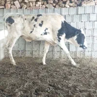 گوساله فروشی دارم وحلال واری وارد کی کنم