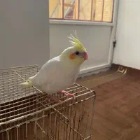 عروس هلندی گم شده