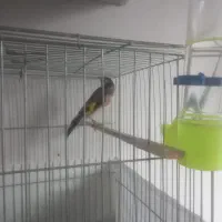 سهره|پرنده|تبریز, |دیوار