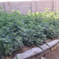 نهال انجیر صد یک(خود استهبان)