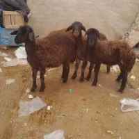 بره نره قزل افشار