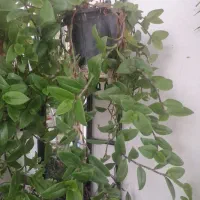 گل طبیعی وسرحال۱۰۰|گل و گیاه طبیعی|بروجرد, |دیوار