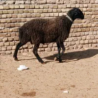 قوچ بره تازه دندون عوض کرده به شرط اطل نژاد سیاه|حیوانات مزرعه|آبیک, |دیوار