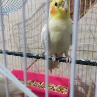 عروس هلندی نر