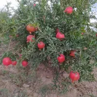 باغ انار اجاره در روستای قردین|اجارهٔ کوتاه‌مدت ویلا و باغ|ساوه, |دیوار