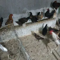 مرغ و خروس جوجه لری