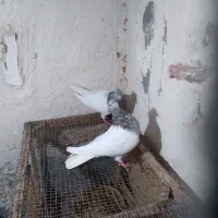 جفت کله ای نرماده کلاهی|پرنده|نرماشیر, |دیوار