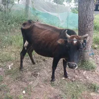 گاو گمشده یک گاو و دو لیشه