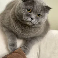 اسکاتیش بلو آنفولد 2ساله|گربه|تهران, قزل قلعه|دیوار