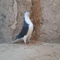 کفتر دمگیر نر سیاه پشت