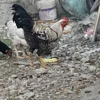جوجه لاری آس|حیوانات مزرعه|نوشهر, |دیوار