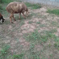 دوراس گوسفند آبستن