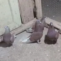 کبوتر سرخ دمگیر دم لوله لول