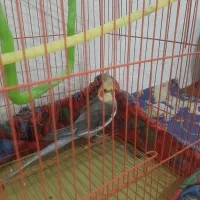 عروس هلندی نر سخنگو