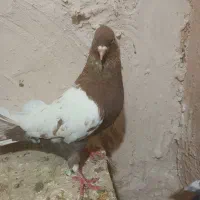 کبوتر
