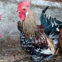 خروس گلین