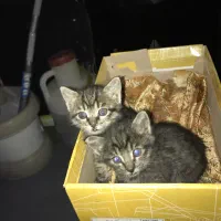 ی جفت گربه خوشگل نژاد دی اس اچ تمیز واگذار میشه