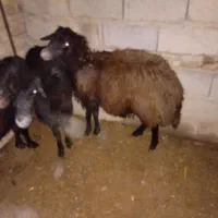 گوسفند۲دندان شیشک گوشتی