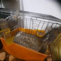 عروس هلندی طوسی رنگ