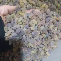 سنجد|خوردنی و آشامیدنی|همدان, |دیوار