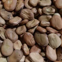 باقالی خشک گرگان