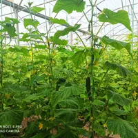 3هکتار گلخانه اسپانیایی با سند شش دانگ|فروش دفتر صنعتی، کشاورزی، تجاری|ورامین, ورامین|دیوار