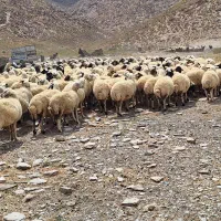 فروش میش داشتی  معاوضه با سواری یا نقدی|حیوانات مزرعه|برخوار, |دیوار