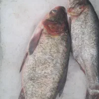 ماهی غزل درشت صید روز