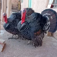 بوقلمون ارگانیک محلی|حیوانات مزرعه|تاکستان, |دیوار