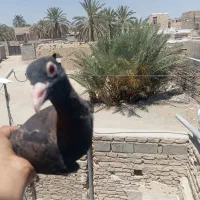 کبوتر