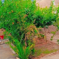 خانه-حیاط-دار-170متر