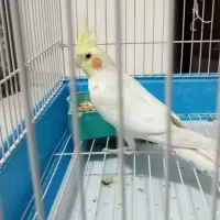 جفت عروس هلندی