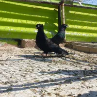 کبوتر نرماده سیاه زاغ