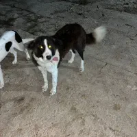 سگ ماده قدرجونی ۹ماهه