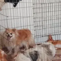 پامرانین عروسک خوشگل