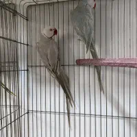 ملنگو رنگی همه رنگ راهب خورشیدی گرین|پرنده|شیراز, شهرک گلها|دیوار