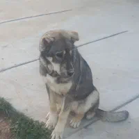 توله ۶ماه خیلی سرحال