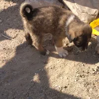 توله‌سگ نر خراسانی  اصیل