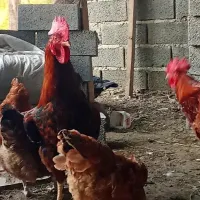 دو خروس زیبا|حیوانات مزرعه|املش, |دیوار